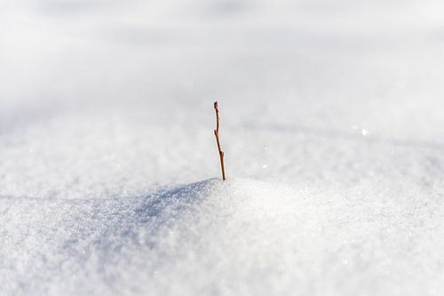 Twig in the snow