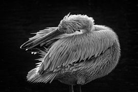 Pelican in pose by Elaine Frost