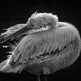 Pelikan in Pose von Elaine Frost