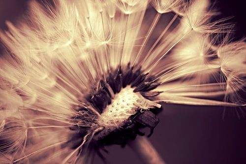 Dandelion sepiadream