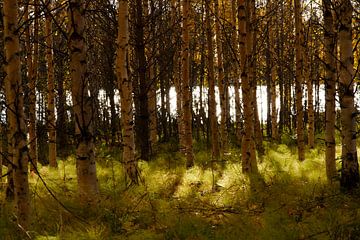 Birch in light by Petra ter Veer