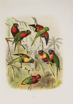 Papageien aus Australien und Neuseeland, Anton Reichenow von Teylers Museum