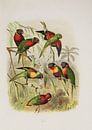 Parrots from Australia and New Zealand, Anton Reichenow by Teylers Museum thumbnail