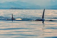 Twee orka's komen op je af zwemmen  van Menno Schaefer thumbnail