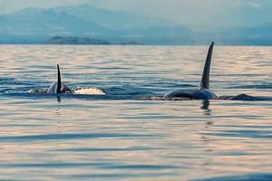 Twee orka's komen op je af zwemmen  van Menno Schaefer