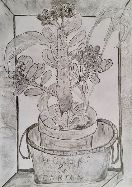 Rose désert en pot par Tatjana Pöhl