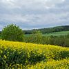 Rapeseed fields by Ingrid Aanen