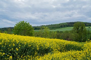 Champs de colza sur Ingrid Aanen