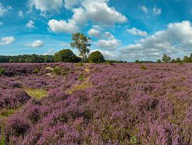 Bruyère fleurie, Réserve naturelle de Goois Westerheide, Laren, Hollande du Nord sur Rene van der Meer