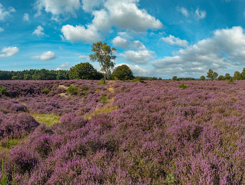 Bruyère fleurie, Réserve naturelle de Goois Westerheide, Laren, Hollande du Nord par Rene van der Meer