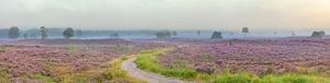 Sonnenaufgang über einer Heidelandschaft auf der Veluwe