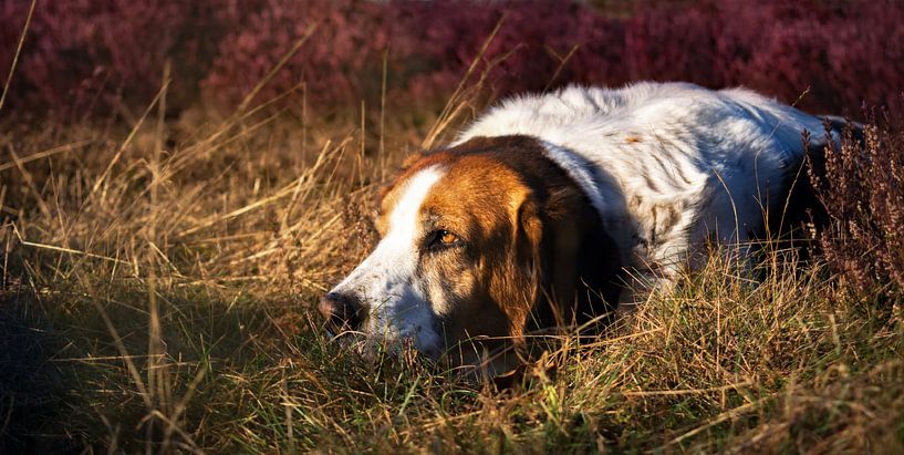 Hunting dog lying in grass and purple heather by Studio Nooks