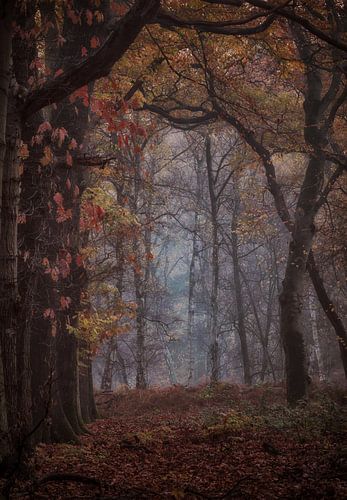 Mysterieus doorkijkje in het bos