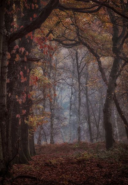 Mysterieus doorkijkje in het bos van Moetwil en van Dijk - Fotografie