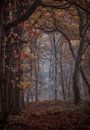 Mysterieus doorkijkje in het bos van Moetwil en van Dijk - Fotografie thumbnail