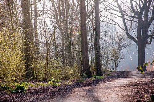 Magische foto van wandelpad in het park.