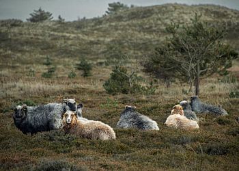Een kudde schapen in Nationaal Park Thy