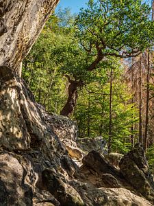 Königsweg, Sächsische Schweiz - Buche am Kleinen Bärenhorn