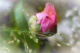 Roze bloemknopje van een roos