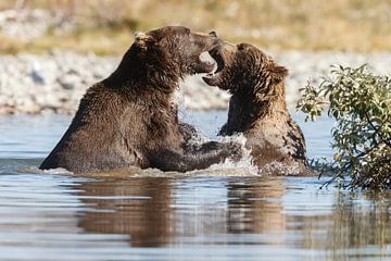 Vechtende grizzly beren van Menno Schaefer