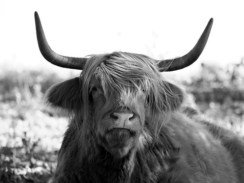 oogcontact met schotse hooglander