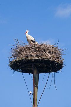 Cigogne blanche (Ciconia ciconia) sur son nid