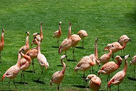 Flamingo-'s von Ronnie Keuben
