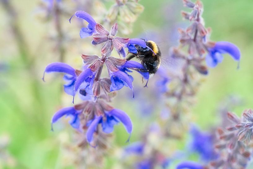 Hummel auf einer Blüte beim Nektar sammeln von Martin Köbsch