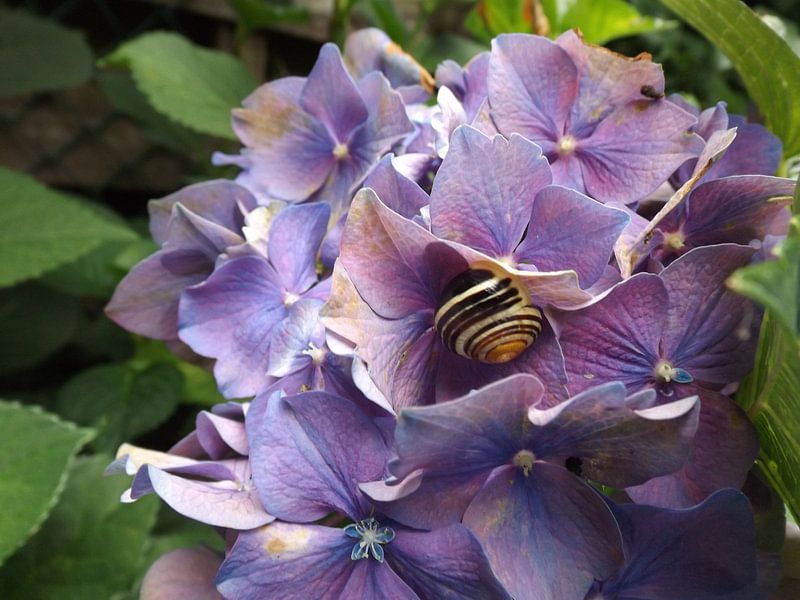 Slak met bloem by G.m. Seuren