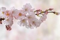 Kersenbloesems