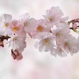 Cherry blossoms by Marion Engelhardt