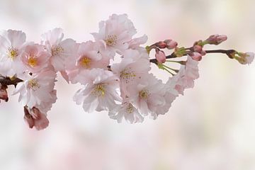 Fleurs de cerisier sur Marion Engelhardt