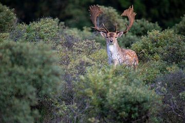 King of the fallow deer by Jeroen Arts