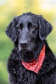 Porträt eines flachbeschichteten Retrievers von Edwin Butter
