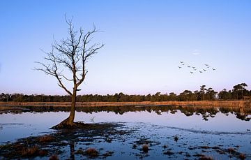 Baum in Ven......... von Wim Schuurmans