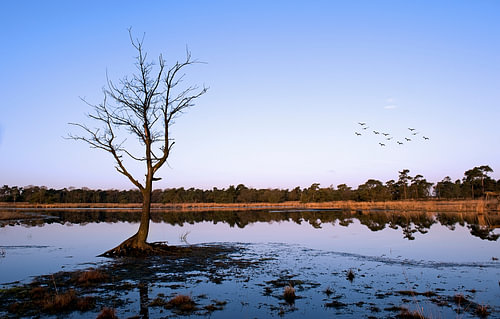 Tree in Ven.........