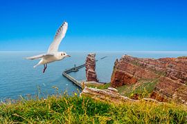 Mouette sur l'île d'Helgoland en mer du Nord