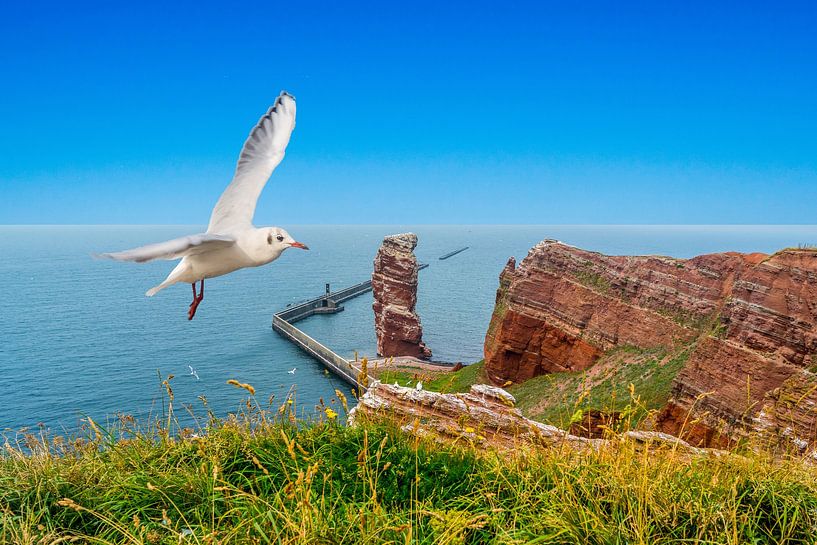 Möwe auf der Insel Helgoland in der Nordsee von Animaflora PicsStock