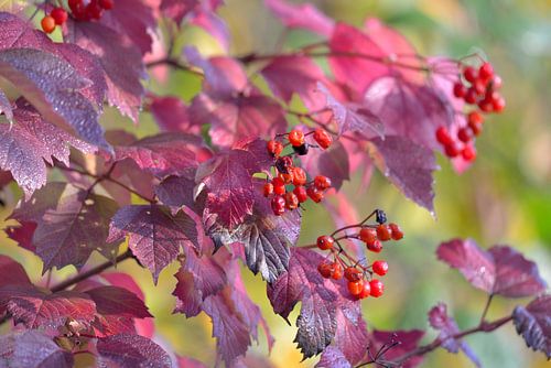 besjes in struik rood