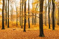 The orange forest