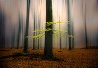 Herfst