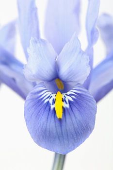Iris vor weißem Hintergrund