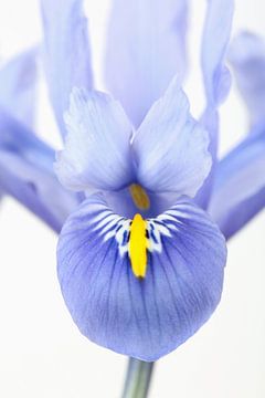 Iris tegen een witte achtergrond