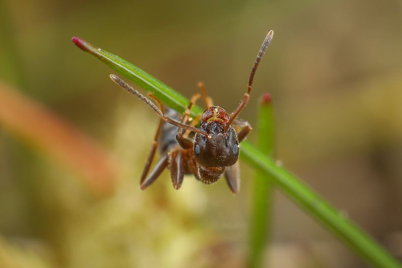 Mier balancerend aan een grassprietje by Amanda Blom