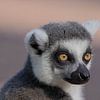 Ein Lemur, der sich ruhig umschaut von Selwyn Smeets - SaSmeets Photography