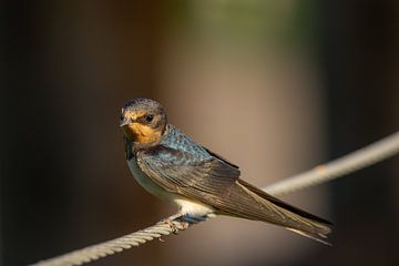 Barn swallow on a rope by Björn Knauf