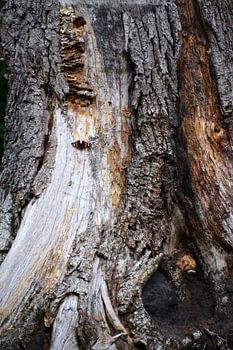 Vlinder op boomstronk met zwammen