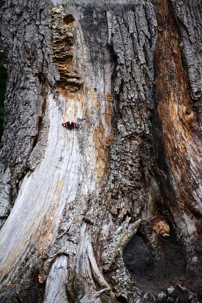 Butterfly on tree trunk with fungi by FotoGraaGHanneke