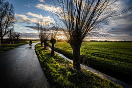 Meerzicht  Noordma weg bij Zuidlaren met knotwilgen van Arjan Boer