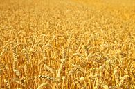 Wheat field by Bo Valentino thumbnail